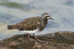 Black Turnstone